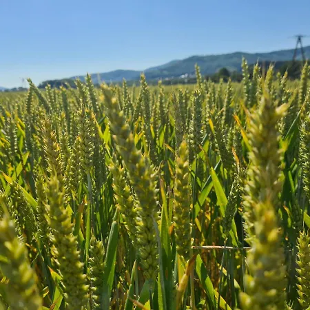 Zlota Widokowka * Jaworze