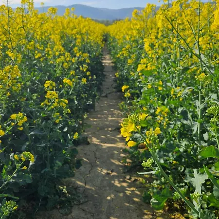 Zlota Widokowka * Jaworze