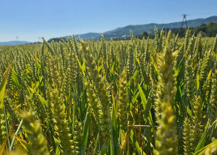 Zlota Widokowka * Jaworze