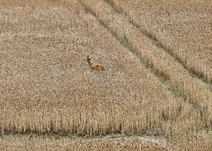 Apartment Zlota Widokowka