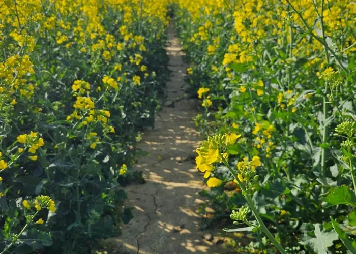 Zlota Widokowka * Jaworze